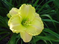 Best Behavior daylily