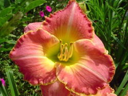 daylilies Better Than Ever