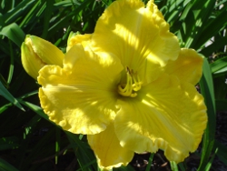 daylilies Big Cheese