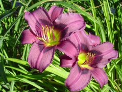daylily Blueberry Muffin
