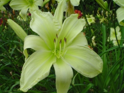 daylily Give Me Eight