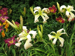 Pointer Sisters daylilies