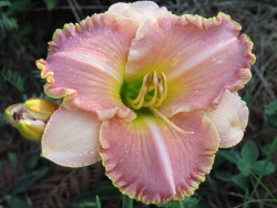 daylily Princess Pink Cheeks