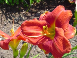 daylily Red Right Returning